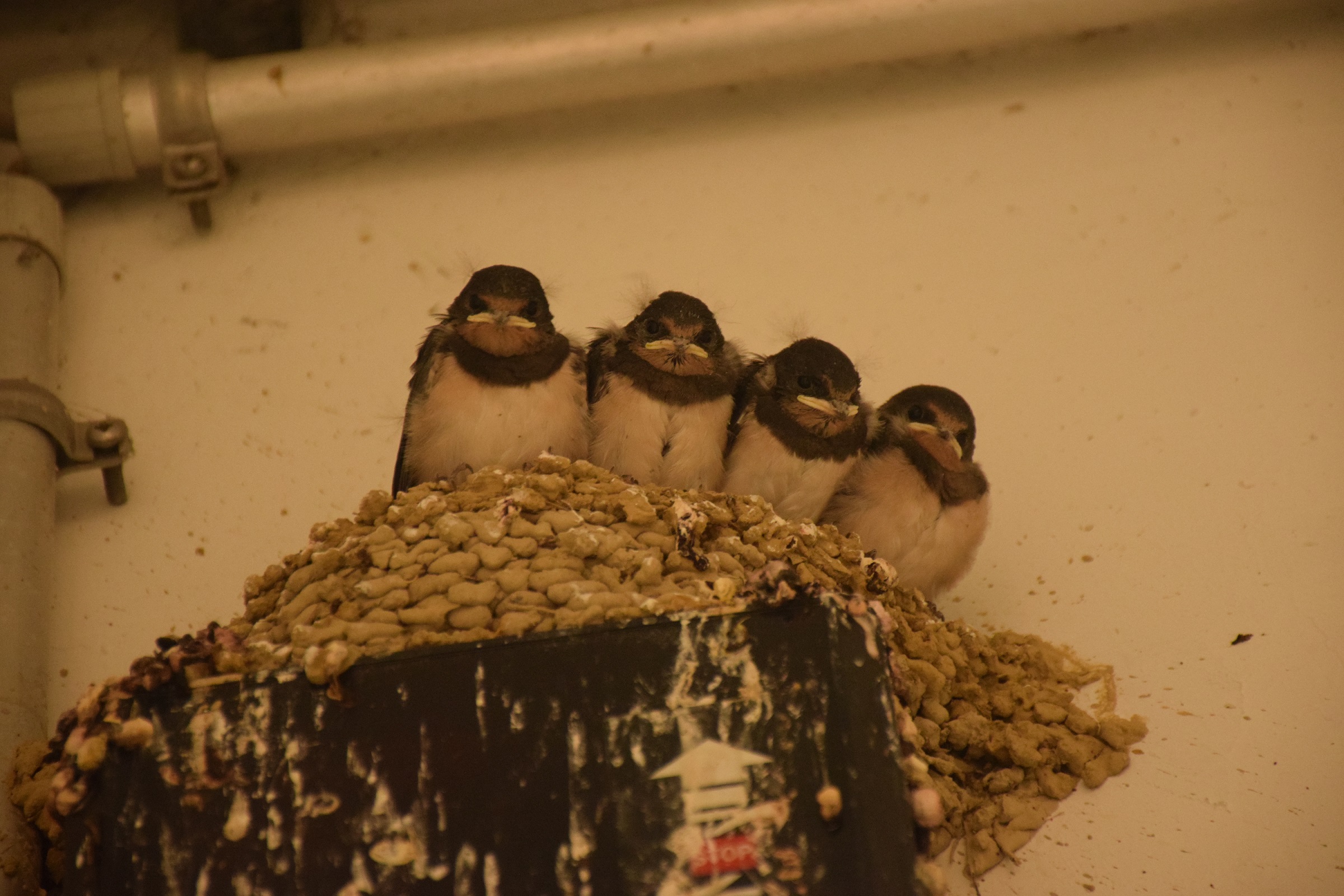 Rauchschwalben im Nest | © Corinna Lieberth